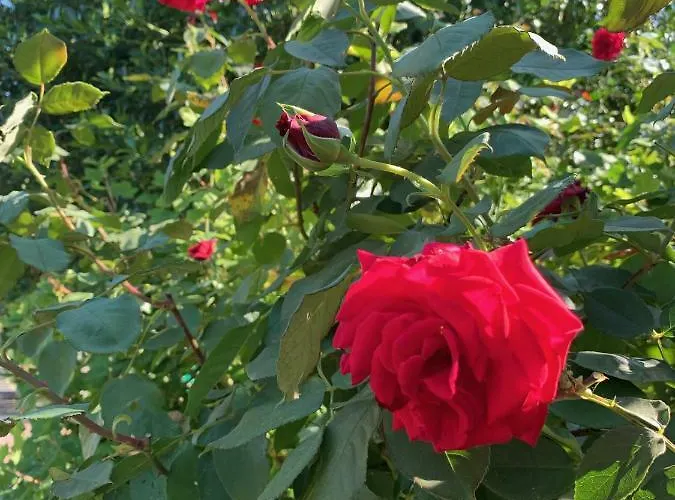 La Massonniere Et D'hotes Mondion